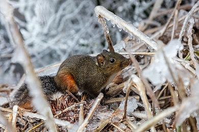 《真女神转生5》新TVCM 11月11日正式发售
